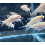 【熱帯魚】アルビノ レッドフィンバルブ １匹 ４ｃｍ （東京倉庫出荷）