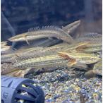 【熱帯魚】 ポリプテルス ビキール ラプラディ 10-12cm （1匹）（東京倉庫出荷）