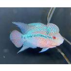 フラワーホーン Amazon 楽天 ヤフー等の通販価格比較 最安値 Com