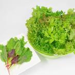 fu.... налог Nagano префектура clean leaf lettuce Mix 2 шт. комплект 