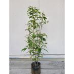 ドングリの木 シラカシ株立ち 樹高約80cm~1m