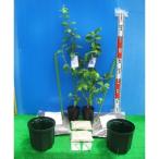 ふるさと納税 海南市 サザンハイブッシュ系接ぎ木ブルーベリー苗2本+簡単鉢植栽培キット×2セット