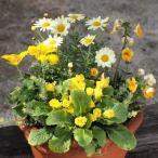 植物 寄せ植え 季節のお花 黄色 オレンジ系