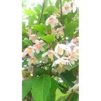紅花エゴノキ ピンクチャイム 樹高約1m