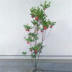 紅花ドウダンツツジ 樹高約80~90cm
