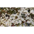 雪柳 ユキヤナギ 5本セット 樹高約50cm