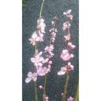 ひなの粧 花桃 樹高約1m 取扱説明書付き