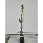 香り月桂樹 ローリエ 樹高約80~90cm