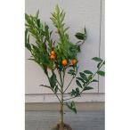 金柑 キンカン 樹高約60cm~80cm