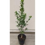 大実キンカン 福寿キンカン 樹高約30cm~40cm