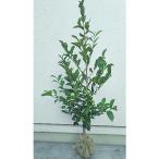 庭木の縁起樹木 サカキ 榊 樹高約80cm