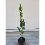 甘い香り♪月桂樹 ローリエ 樹高約70~80cm