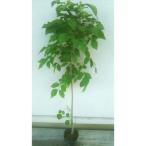 青ダモ 樹高70cm~90cm 9cmポット取扱説明書付き