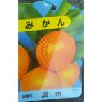みかん 樹高約80cm 取扱説明書付き