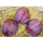 ふるさと納税 三戸町 プラム『紅香のしずく』500g×8パック