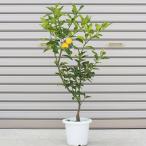 ふるさと納税 朝倉市 花柚子の苗木(一才柚子)