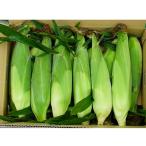 ふるさと納税 昭和村 【とうもろこし(惠ゴールド)【2026年7月下旬以降発送】LLサイズ20本入り】