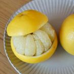 ふるさと納税 日高村 2026年1月より順次発送!土佐文旦 家庭用 10kg　数量限定 高知県産 路地 農家直送 早出し