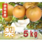 ふるさと納税 藤枝市 2025年8月から発送 静岡県産 梨 5kg