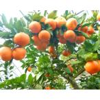 ふるさと納税 唐津市 【12月発送】吉田みかん園の樹上完熟みかん5kg