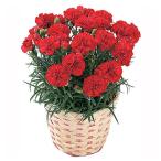 ふるさと納税 藤枝市 【母の日に!】ボリュームのカーネーション鉢植え 赤系5号カゴ付