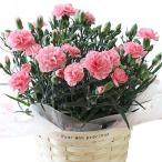 ふるさと納税 藤枝市 【母の日に!】ボリュームのカーネーション鉢植え ピンク系5号・カゴ付