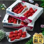 fu.... tax . beautiful block [.... limitation ][ spring ....]5 pack (1.2kg and more ) fruit sommelier . chosen spring ....