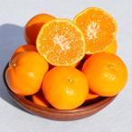 ふるさと納税 みかん 和歌山市 和歌山県産 みかん 秀品 約10kg(箱込み)