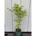 涼しげな斑入り葉 モミジ 鴫立沢 シギタツサワ