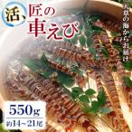 ふるさと納税 上天草市 先行予約! 期間限定!【上天草ブランド認証品】 活、匠の車えび 550g約14〜21尾 【丸山えび】