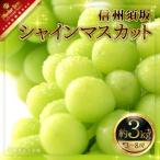 ショッピングふるさと納税 シャインマスカット ふるさと納税 須坂市 【2024年発送】【信州須坂】　人気のシャインマスカット 約3kg　信州グルメ市場厳選