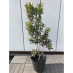 花と実が一緒に楽しめる 紅花イチゴノキ