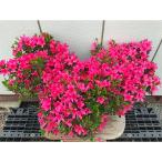 苗木 花付きの良いサツキの品種 ボリューム株3本セット〈プ…
