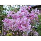 濃いピンク花の綺麗な枝垂れ桜 仙台しだれ桜