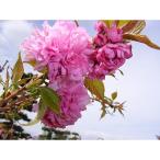 淡い色の大輪花が見事に咲く 菊しだれ桜
