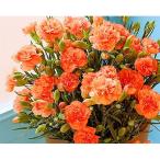 ふるさと納税 藤枝市 【母の日に!】カーネーション鉢植え「オレンジ」カゴ入り