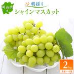 ふるさと納税 美作市 朝採りシャインマスカット2kg(3房〜4房)