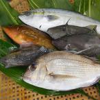 簡単で便利 手軽で新鮮な若狭秋~冬の鮮魚セット 計1.3kg