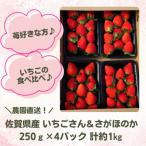 ふるさと納税 江北町 【3月4月発送】苺の食べ比べ　いちごさんとさがほのか【2種4パック計約1kg】