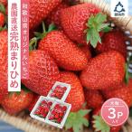 ふるさと納税 御坊市 自農園産 和歌山オリジナルいちご『完熟まりひめ』大粒3パック《先行予約》2026年1月から順次発送