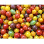 fu.... налог шар название город sa The ki сельское хозяйство .. Mix мини помидоры .. варьете - комплект 3kg