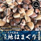 ふるさと納税 旭市 九十九里産 活はまぐり 約1.5kg