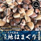 ふるさと納税 旭市 九十九里産　活はまぐり　約1.5kg