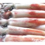 ふるさと納税 新温泉町 兵庫県新温泉町　白イカ(冷凍)約3kg(10-16杯程度入)【おいしく地域応援PJ】