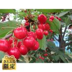 ふるさと納税 青森市 【さとふる限定】さくらんぼ「紅てまり」(M〜L 約500g×1パック)