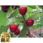 ふるさと納税 青森市 【さとふる限定】さくらんぼ「サミット」(L〜2L 約750g×1パック)