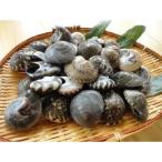 ふるさと納税 大網白里市 九十九里浜　天然ながらみ　2kg【名産】