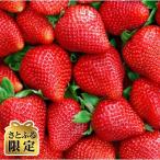 ふるさと納税 久留米市 【さとふる限定】2026年2月〜発送開始 福岡県産あまおう4パック【先行予約】