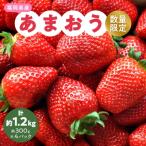 ふるさと納税 大野城市 【数量限定】2024年2月より順次発送 あまおう約300g×4パック(約1,200g)