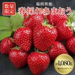 ふるさと納税 大野城市 【数量限定】福岡県産あまおう270g×4パック【R5年2月発送開始】